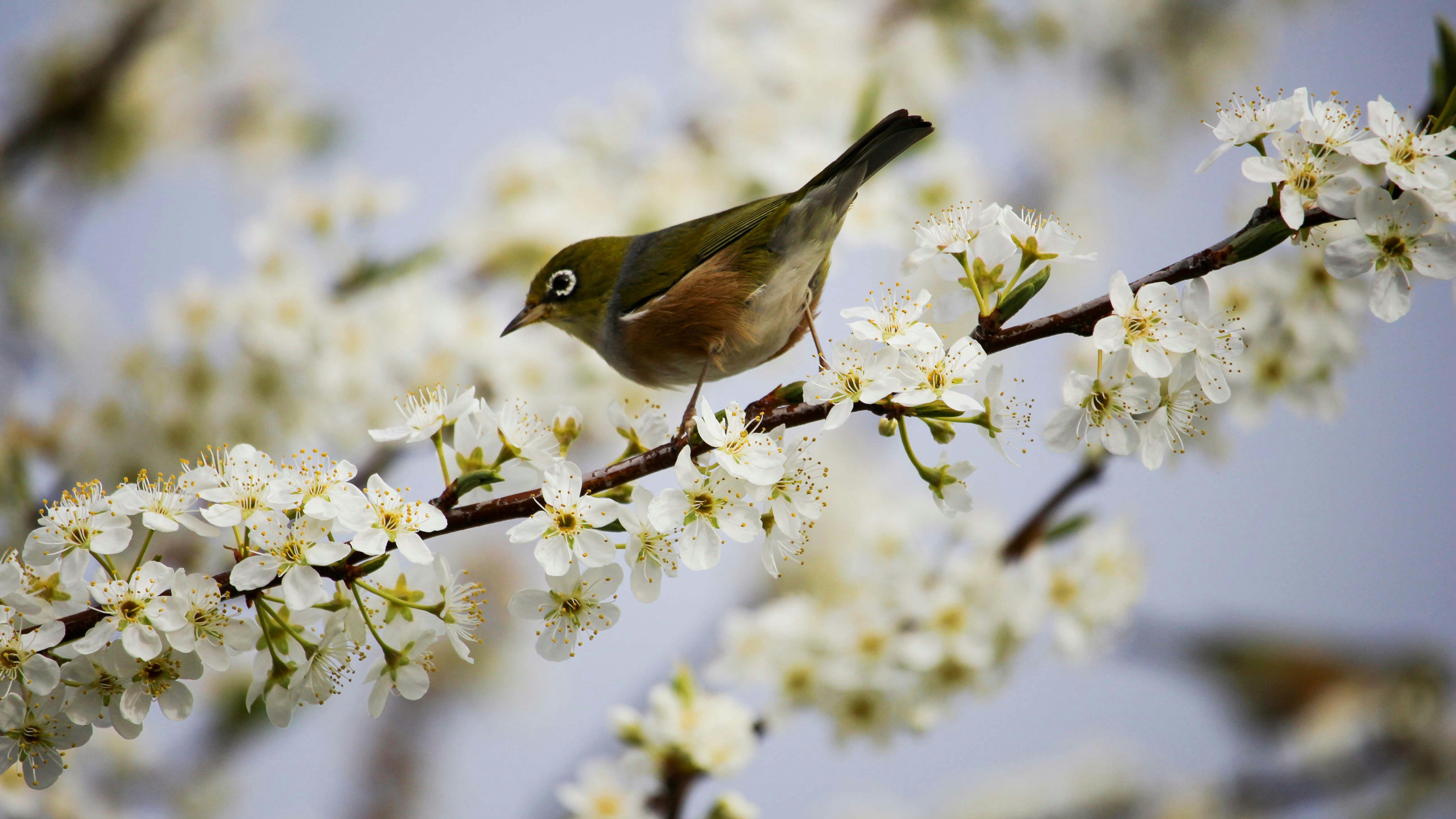 Lente. Vogel op een tak