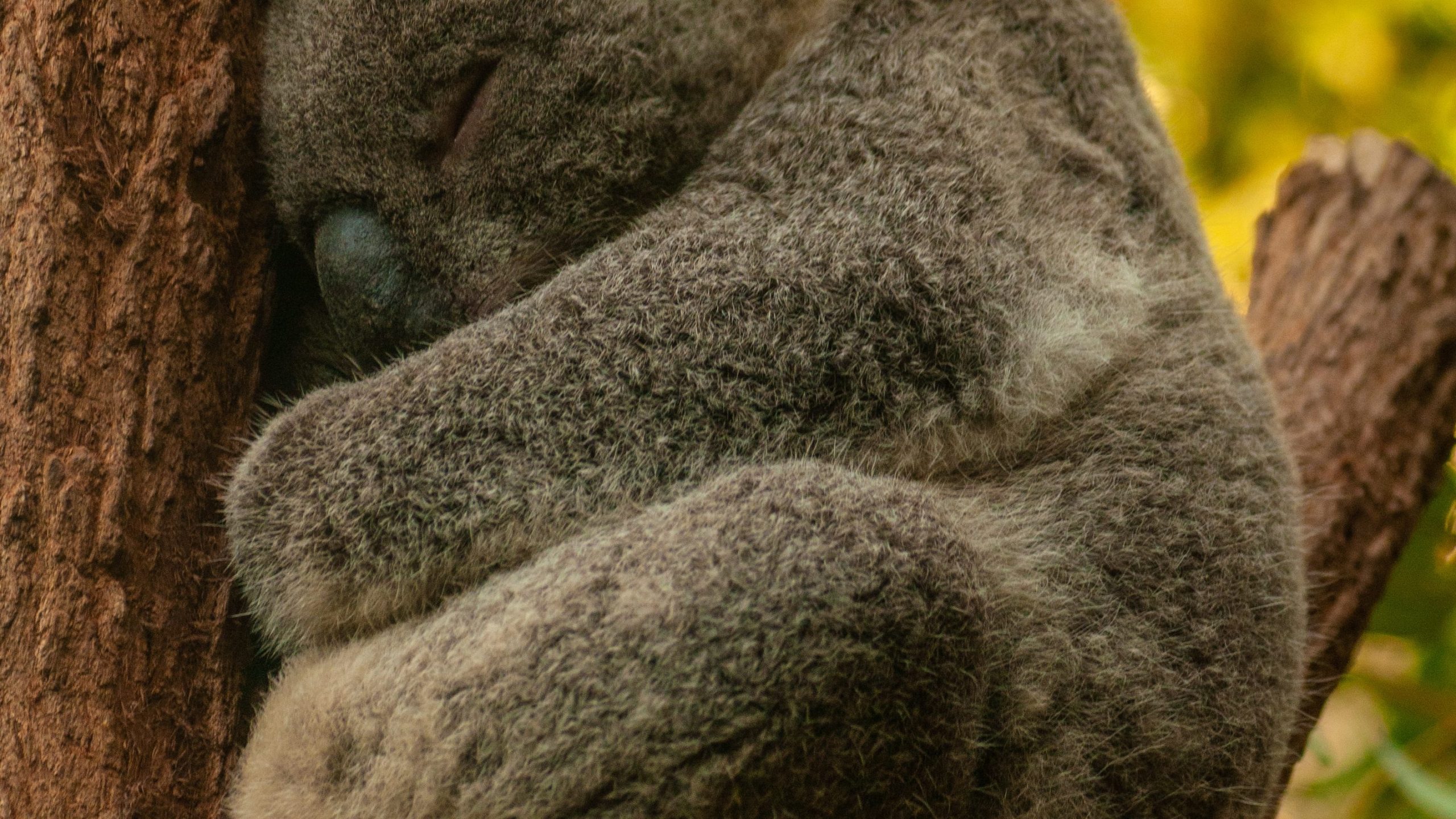 koala
https://www.rtl.nl/nieuws/opmerkelijk/artikel/5527531/australie-vaccin-chlamydia-koala-goedgekeurd-landelijk-een-dosis