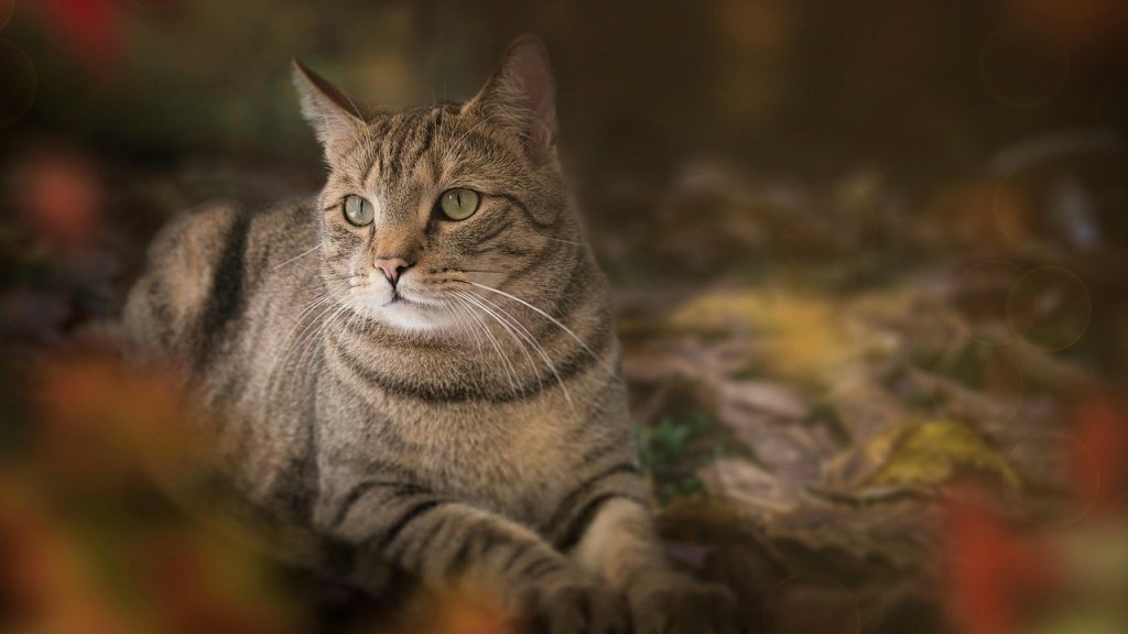 Huisdier als voorbeeld van kloon Bron: guvo59 (Pixabay)