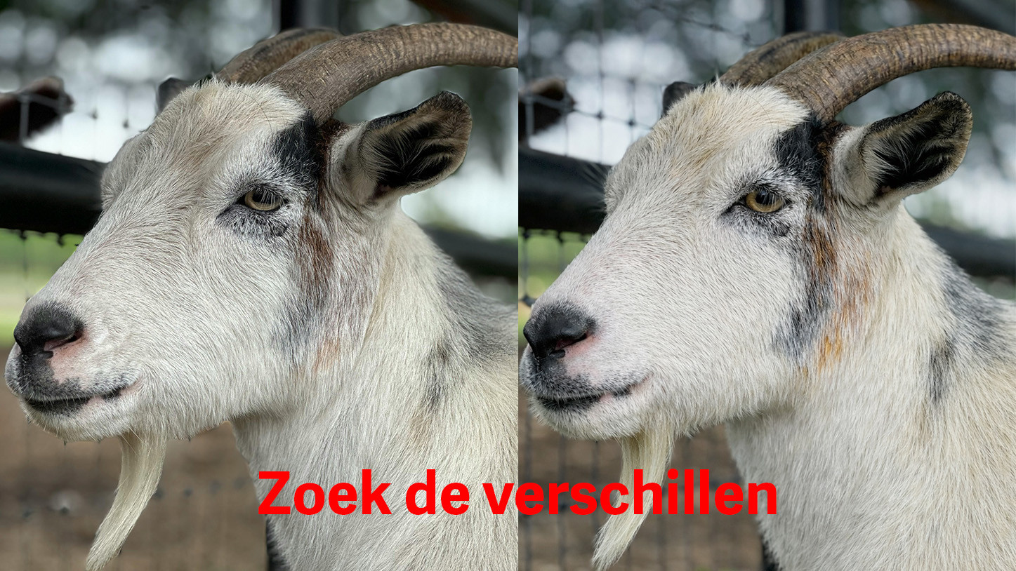 Zoek de verschillen, real or Ai?