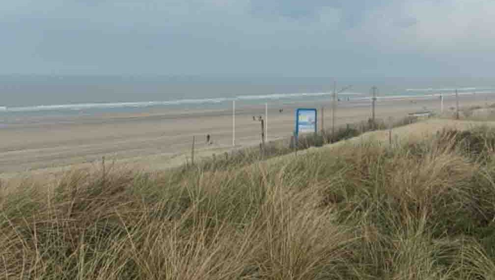 foto van het strand in Zandvoort zeedieren