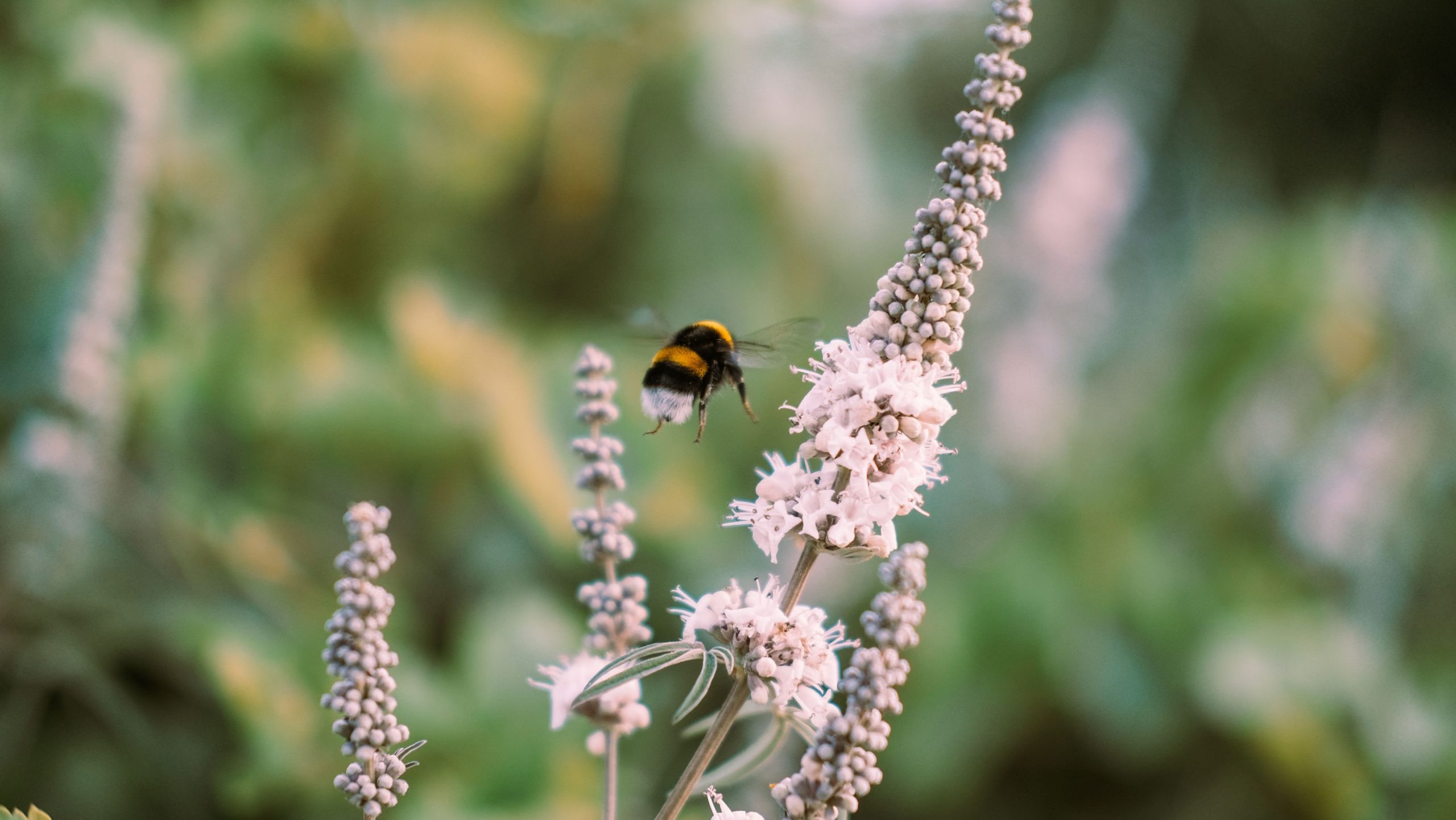 pollen op bloem